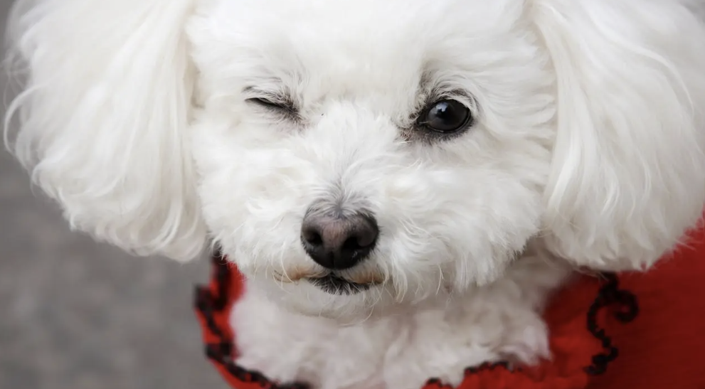 Los perros parpadean más cuando nos ven parpadear, según un estudio