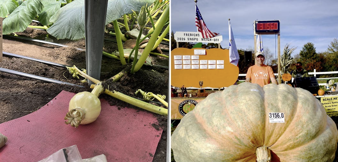 ¡Una calabaza de Tres mil, ciento cincuenta y seis, libras!.