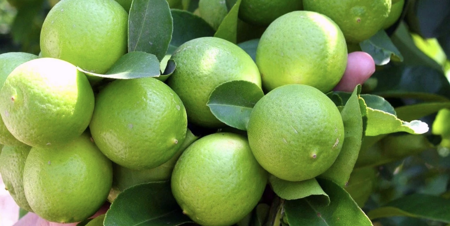 Limones: fruta con vitamina C vital para la formación de colágeno