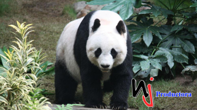 Xiang Xiang, la osa panda nacida en Japón que regresa a China para buscar novio