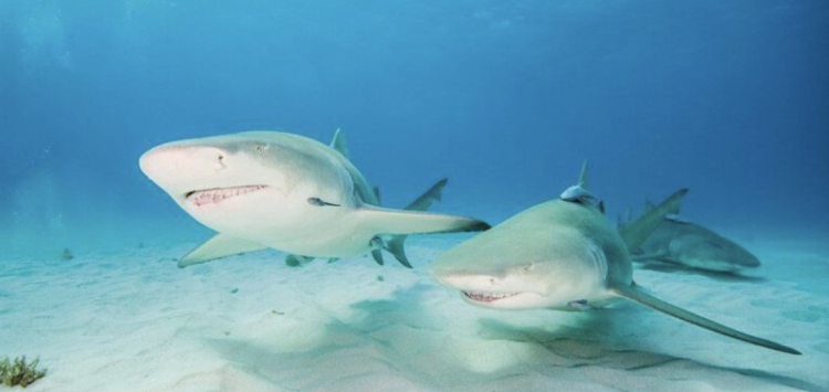 ¿Atrae realmente la sangre a los tiburones?