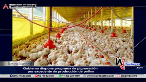 Gobierno dispone programa de pignoración por excedente de producción de pollos