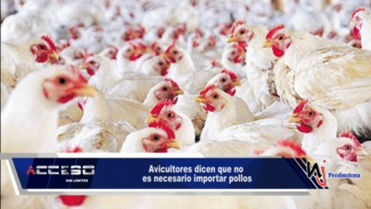 Avicultores dicen que no es necesario importar pollos