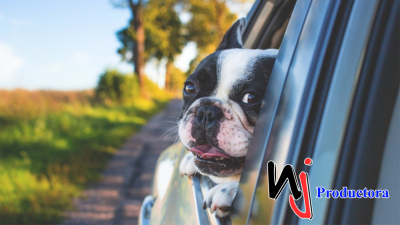 EEUU: Proyecto de ley busca que perros no saquen la cabeza en vehículos